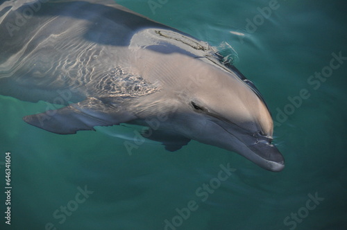 Canvas Print Portrait of common bottlenose dolphin in water