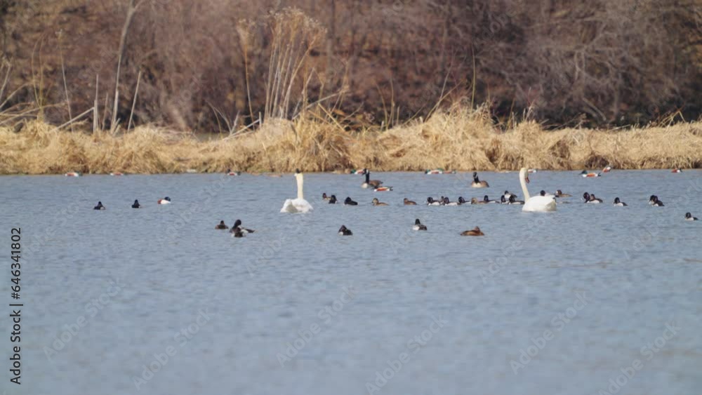 Swans and ducks swimming in a lake in a rural setting on an overcast day Swans and ducks swimming in a lake in a rural setting on an overcast day