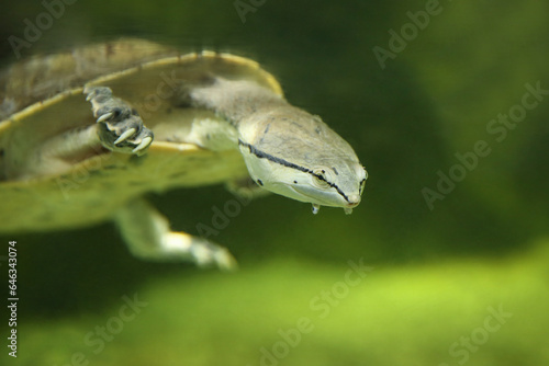 Hilaire’s toadhead turtle or Hilaire’s side-necked turtle (Phrynops hilarii) under water behind glass, blurred. photo