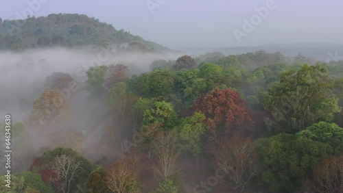 Early morning forest sunrise in autumn