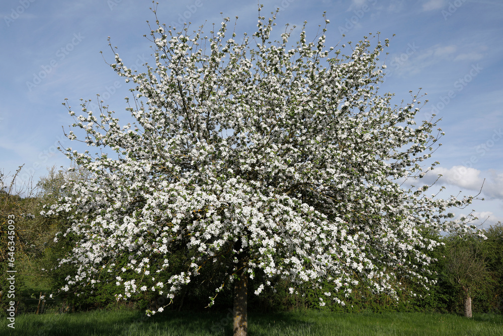 Apple tree in spring, Eure, France.