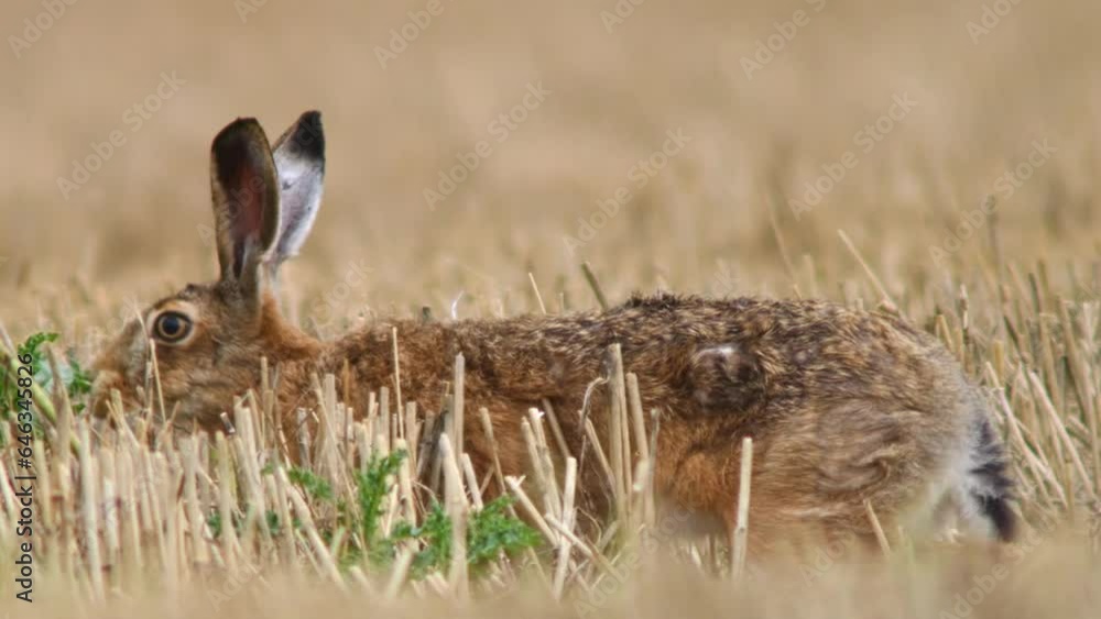 one European brown hare (Lepus europaeus) sits on a harvested stubble field one European brown hare (Lepus europaeus) sits on a harvested stubble field
