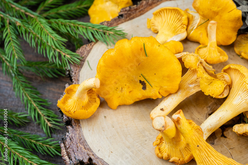 Bright fresh chanterelle mushrooms collected in the forest on a wooden background close-up on a tree cut.