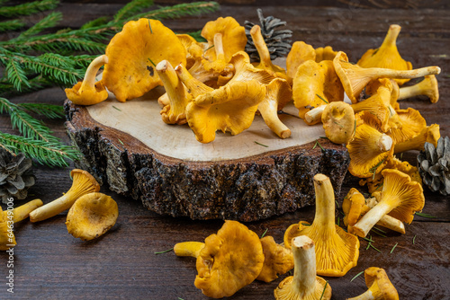 Bright fresh chanterelle mushrooms collected in the forest on a wooden background.