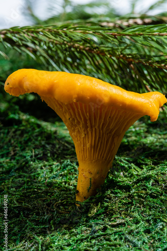 Macro shot of a chanterelle mushroom raw in the forest.