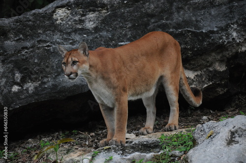 American puma, mountain lion in natural habitats