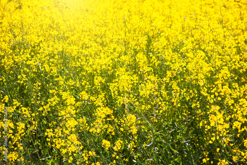 Agricultural landscape of rapeseed field. Industrial production of rapeseed. Agricultural landscape of rapeseed field. Industrial production of rapeseed.