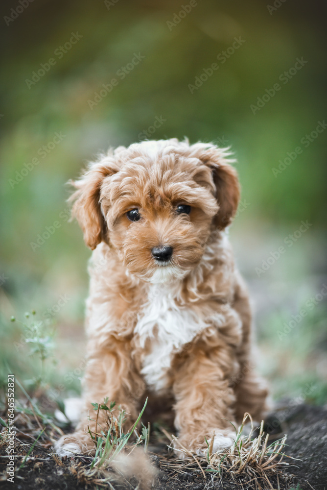 small maltipoo puppy outdoors in greenery and rocks