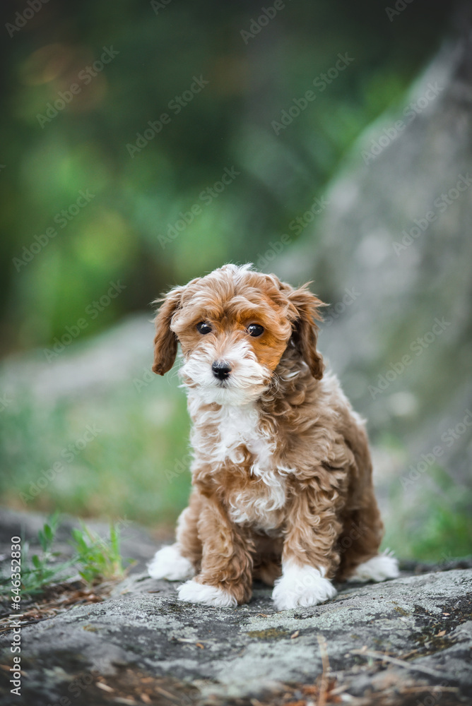 small maltipoo puppy outdoors in greenery and rocks small maltipoo puppy outdoors in greenery and rocks