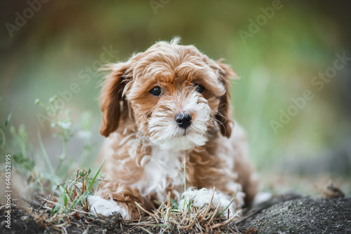 small maltipoo puppy outdoors in greenery and rocks