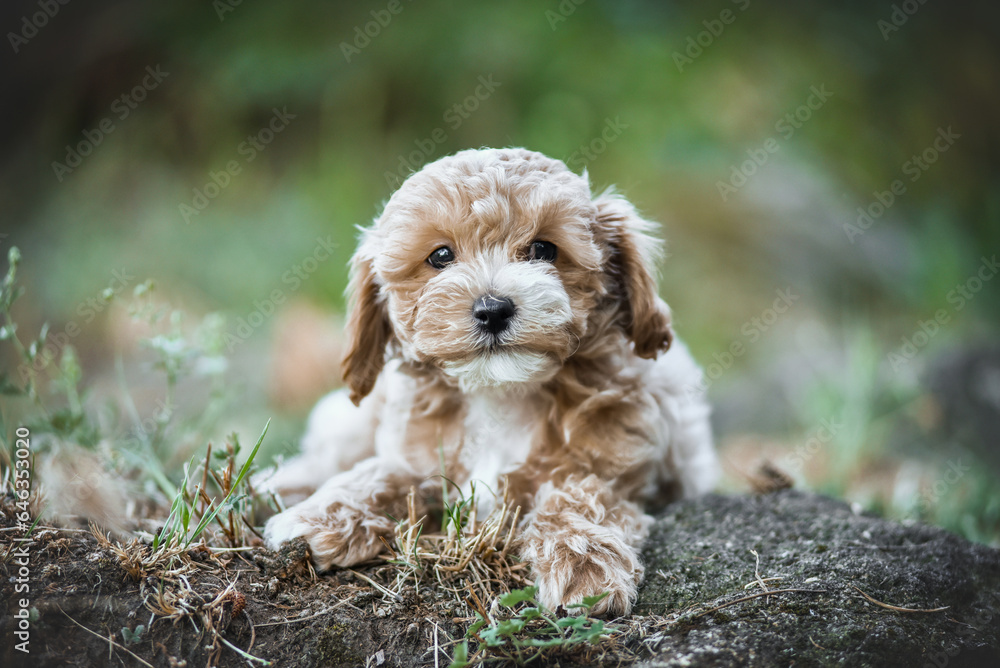 small maltipoo puppy outdoors in greenery and rocks small maltipoo puppy outdoors in greenery and rocks