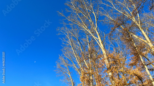 Nature desktop wallpaper autumn trees  blue sky and sunny morning. High quality photo