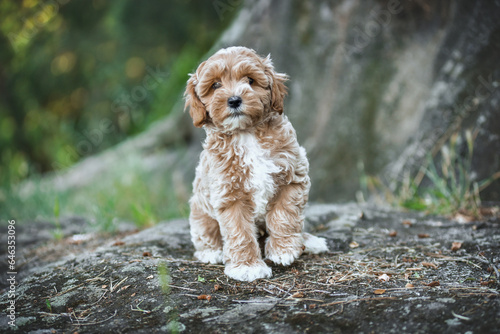 small maltipoo puppy outdoors in greenery and rocks