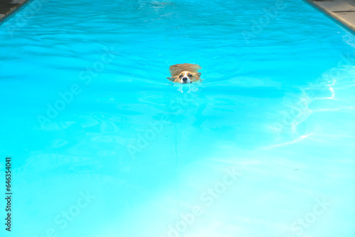 In the blue swimming pool there is a Welsh Corgi Dog (Pembroke) swimming