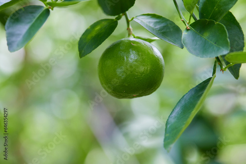 Fresh lime on tree branch