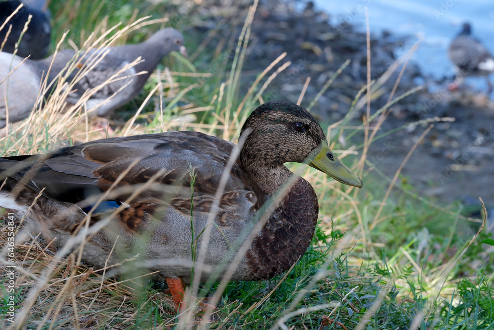 A wild duck on a small city lake A wild duck on a small city lake