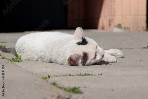 Fototapeta Naklejka Na Ścianę i Meble -  A homeless sick cat on the asphalt