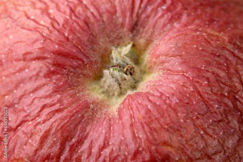 Red ripe wrinkled apple