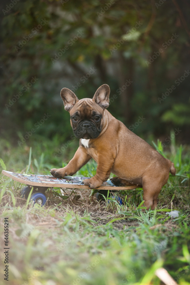 
small French bulldog puppy in nature