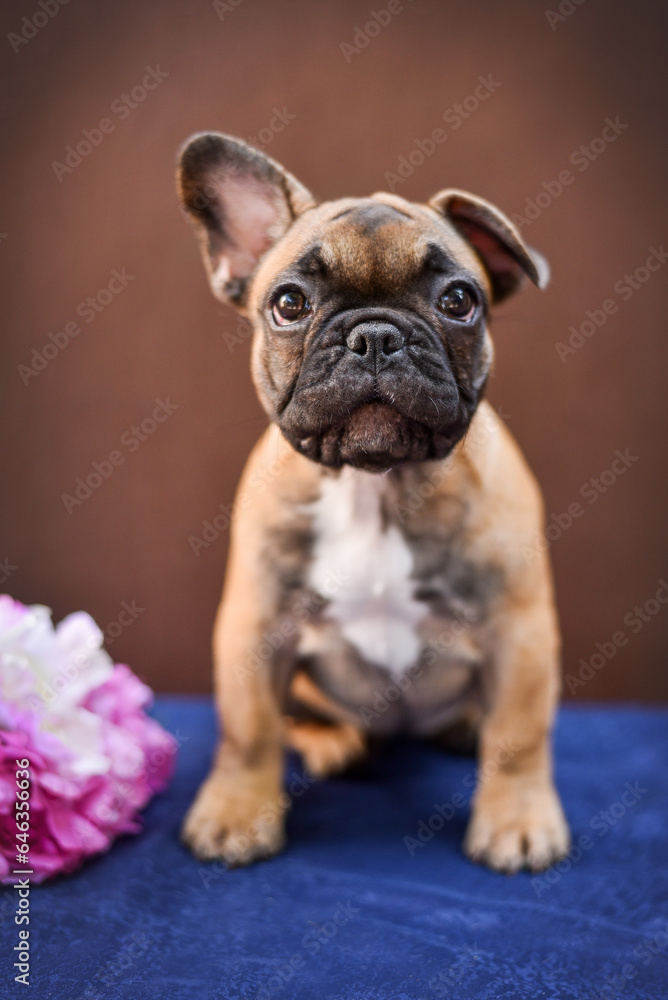 small French bulldog puppy on a brown background