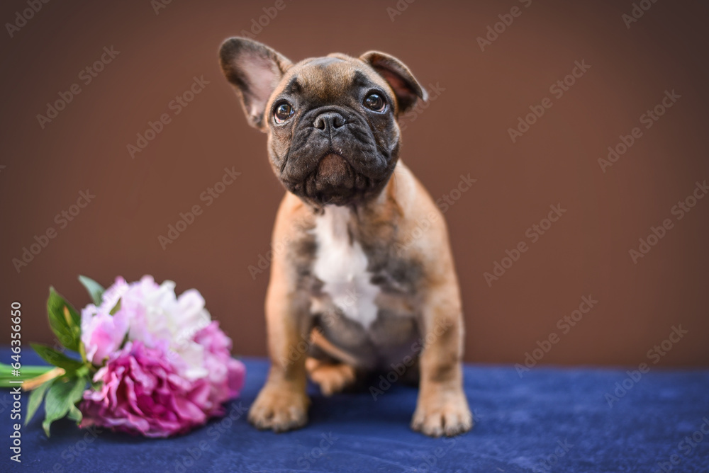 small French bulldog puppy on a brown background