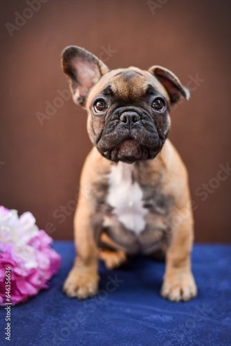 small French bulldog puppy on a brown background © Александрина Демидко