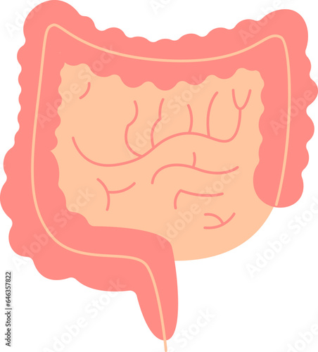 Intestine Human Organ