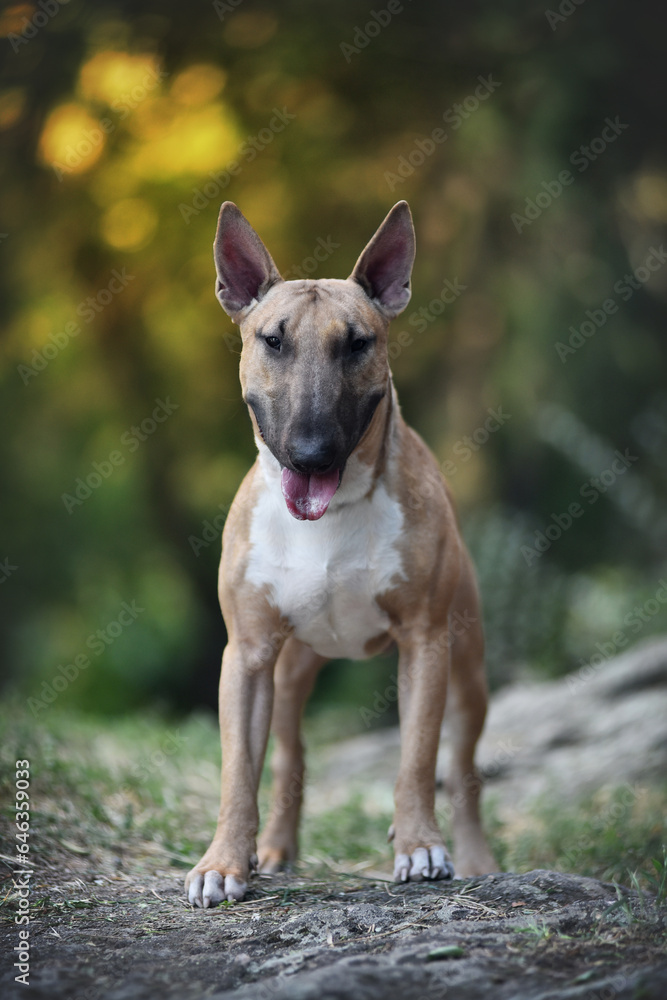 
bull terrier in the rays of sunset on the rocks