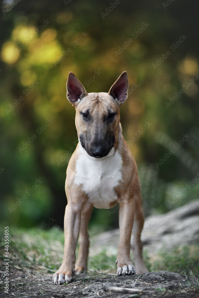 
bull terrier in the rays of sunset on the rocks