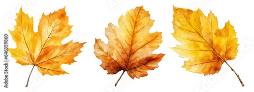 Set of artistic watercolor style autumn leaves isolated on white background. Fall nature elements.