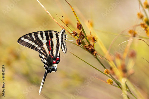 A zebra swallowtail (Eurytides marcellus) butterfly in Palmetto, Florida  photo