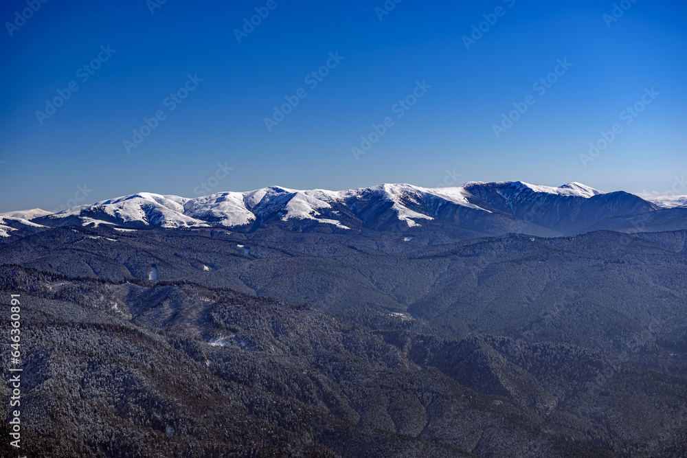 Incredible winter landscape with snowcapped spruce trees under bright sunny light in frosty morning, beautiful alpine panoramic view snow capped mountains in background. Christmas snowy background