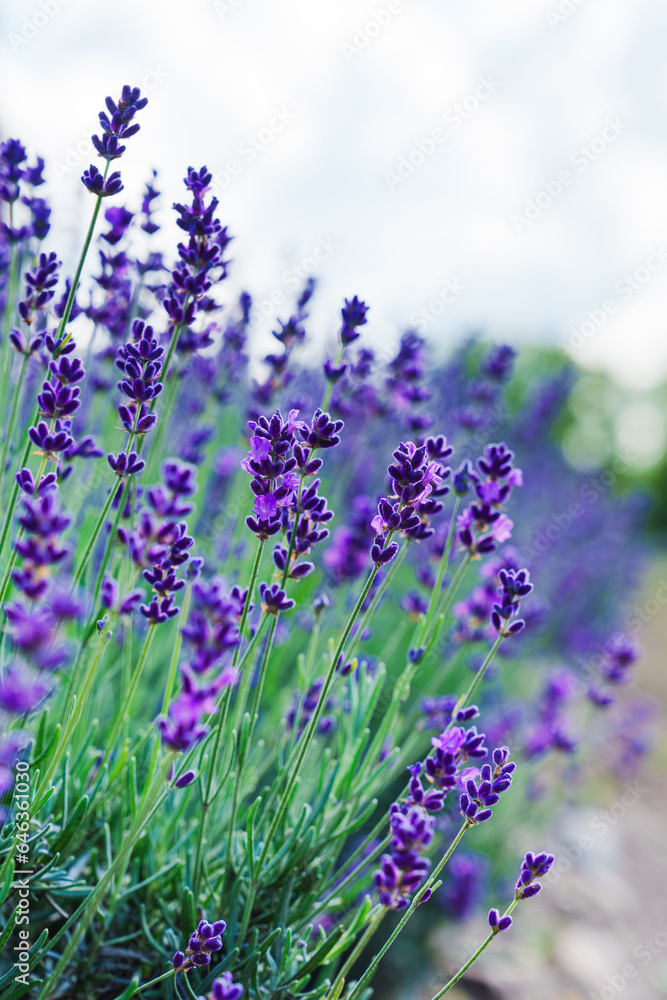 Obraz premium Lavender Field in a Sunny Day: A Blissful Expanse of Fragrant Purple Blossoms Amidst Radiant Sunshine and Clear Blue Skies, Creating a Serene and Vibrant Landscape That Captivates the Senses