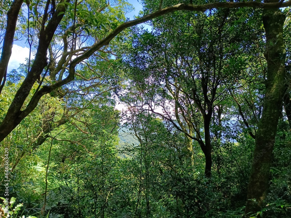 Fototapeta premium trees in the forest