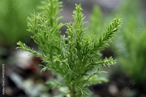 closeup of an unknown plant growing outdoors © altitudevisual