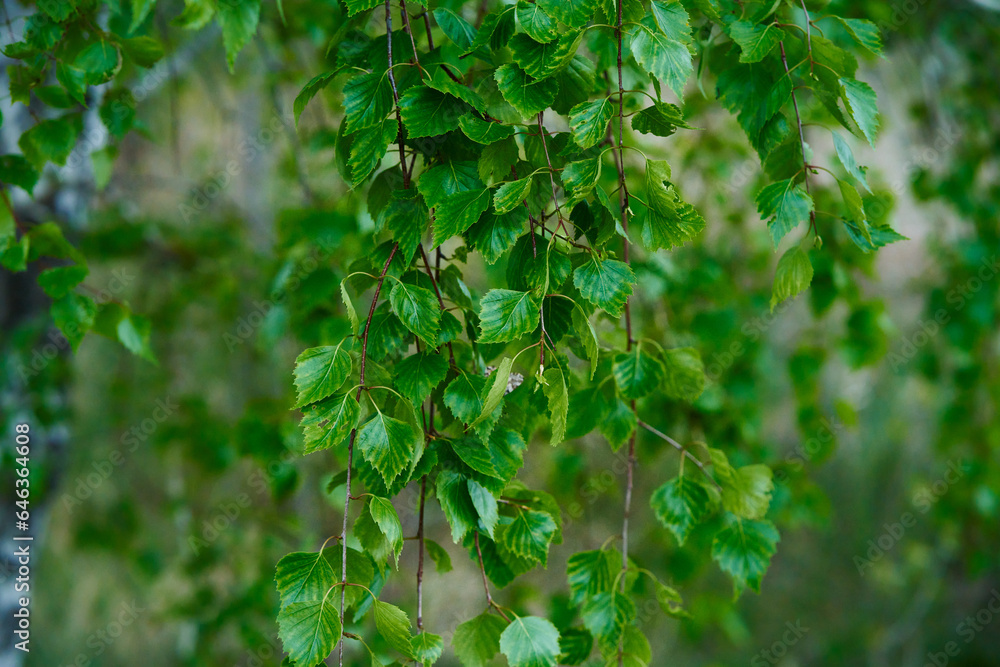 Floral spring background. Birch branch on green bokeh background. Close-up. Nature. Floral spring background. Birch branch on green bokeh background. Close-up. Nature.