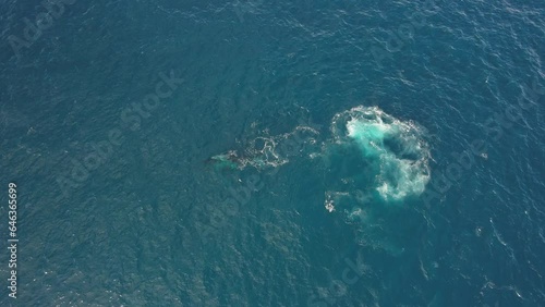 Wallpaper Mural Overhead Aerial View Of Breathing Humpback Whale Over Seascape. Torontodigital.ca
