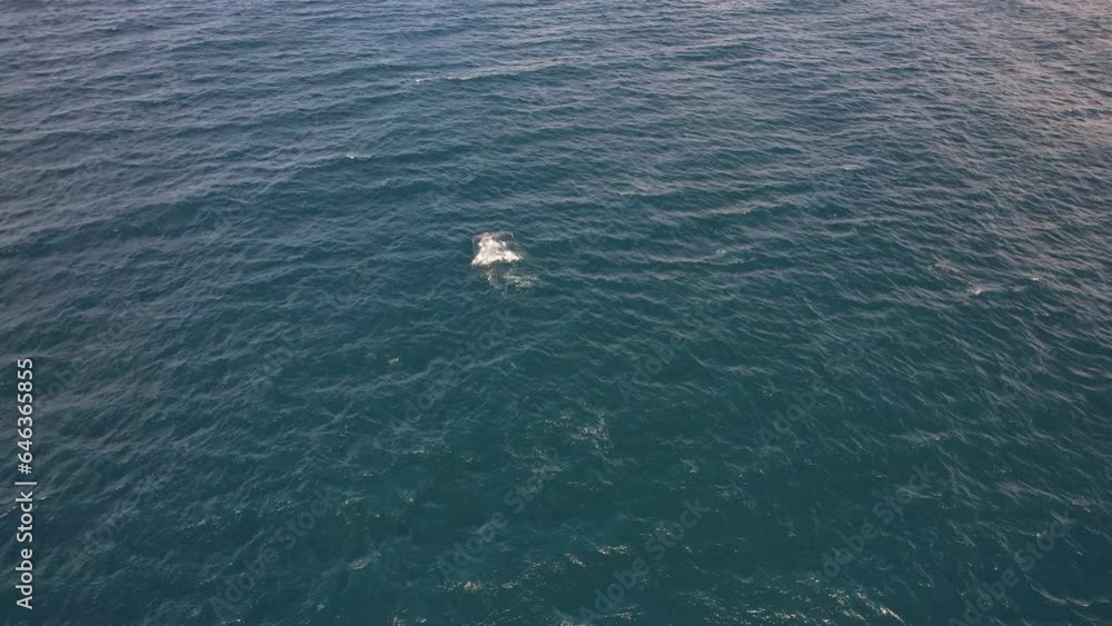 Aerial View Humpback Whale Diving In The Turquoise Waters Of Cabarita Beach In New South Wales, Australia. Aerial View Humpback Whale Diving In The Turquoise Waters Of Cabarita Beach In New South Wales, Australia.