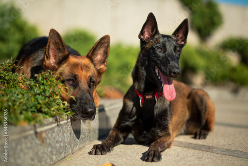 German and Belgian (Malinois) shepherd dogs lie on a granite sidewalk in the rays of the sun against the backdrop of green bushes
