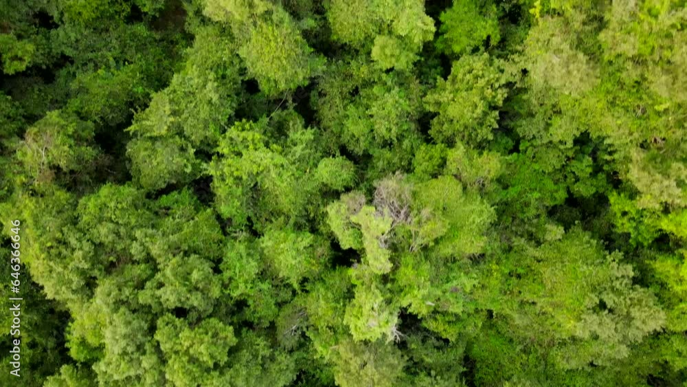 Aerial view of tall trees Aerial view of tall trees
