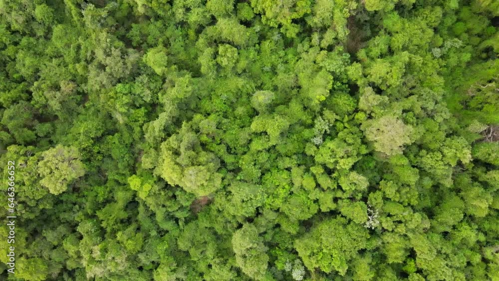 spinning aerial view of lush green tropical rain forest spinning aerial view of lush green tropical rain forest