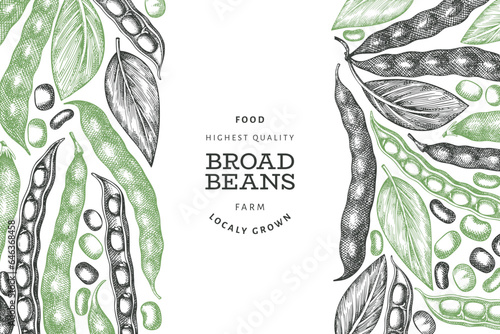 Hand drawn broad beans design template. Organic fresh food vector illustration. Retro pods illustration. Engraved botanical style cereal background.