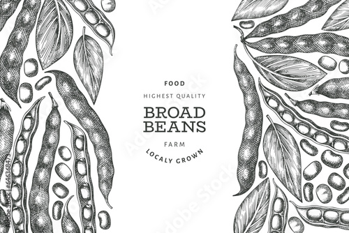 Hand drawn broad beans design template. Organic fresh food vector illustration. Retro pods illustration. Engraved botanical style cereal background.