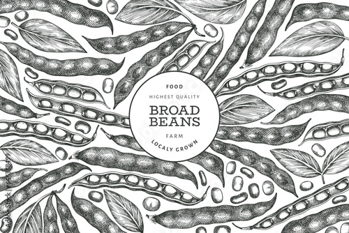 Hand drawn broad beans design template. Organic fresh food vector illustration. Retro pods illustration. Engraved botanical style cereal background.