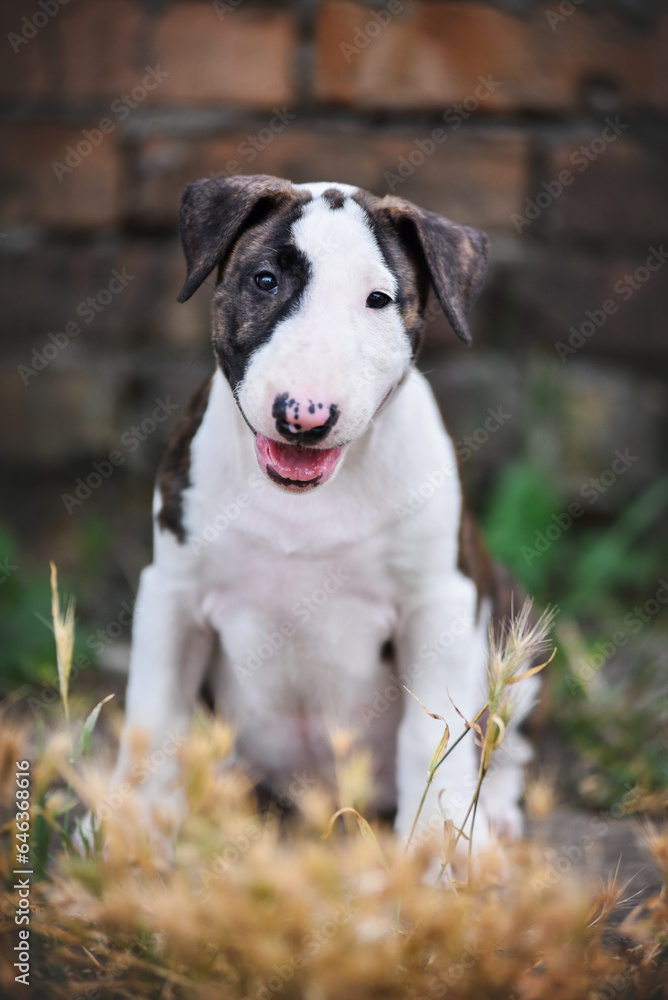 little bullterrier puppy on a walk
little bullterrier puppy on a walk