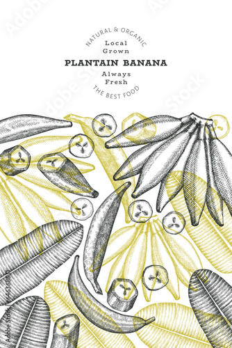 Hand drawn sketch style plantain banner. Organic fresh fruit vector illustration. Retro exotic banana fruit design template