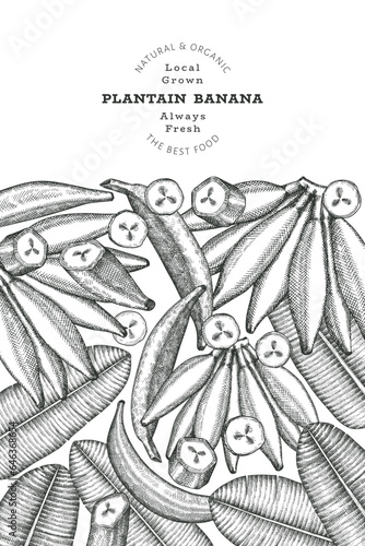 Hand drawn sketch style plantain banner. Organic fresh fruit vector illustration. Retro exotic banana fruit design template
