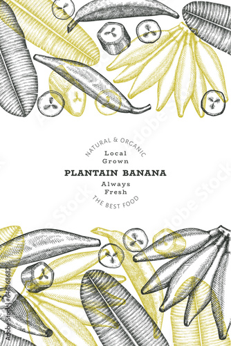 Hand drawn sketch style plantain banner. Organic fresh fruit vector illustration. Retro exotic banana fruit design template