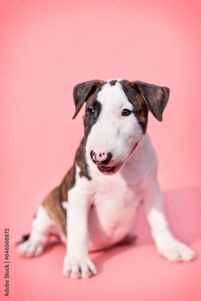 
small bull terrier puppy on a pink background