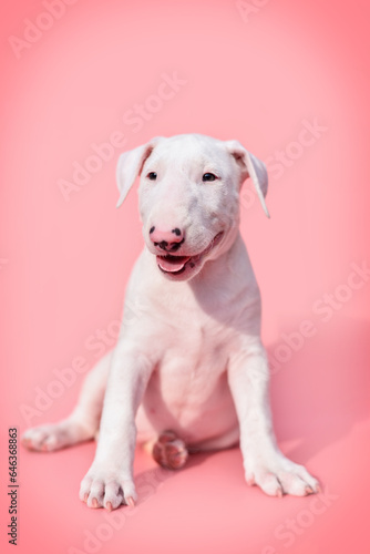  small bull terrier puppy on a pink background